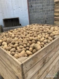 Sprzedam ziemniaki odmiany Soraya, kaliber +5, worek 15 kg raszlowy szyty, szczotkowane, ilości tirowe, cena 20 zł/15 kg ,...