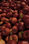 Sprzedam jabłka: PRINCE, EMPIRE, GALA MUST i inne 