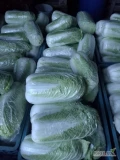 Sprzedam kspuste pekińska 0.6-2kg zdrową w środku ładna zielona ilości paletowe.