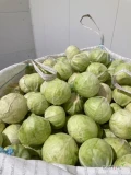 Sprzedam białą kapuste przemyslowa. Mniejsze glowki, (po 1-1.5 kg). Czysta obrana. 