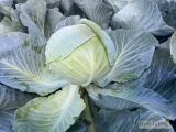 Sprzedam kapustę biała posiadam certyfikaty GG. Cena do uzgodnienia 