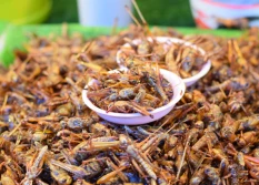 Hodowla owadów na cele paszowe i żywieniowe - pod patronatem ministerstwa rolnictwa