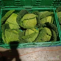 Sprzedam kapustę włoską 1-2.5kg towar marketowy