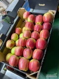 Sprzedam, naszykuje jabłka LOBO, LIGOL, NAIDARED 