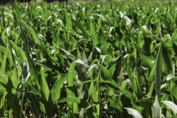 Przeciwdziałanie odporności chwastów w uprawie kukurydzy