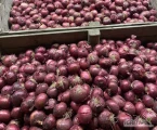 Sprzedamy cebulę na obieranie, wanna luz. Możliwy transport