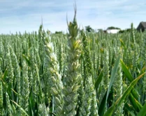 Wczesny siew pszenic jarych