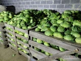 Witam, sprzedam okolo 6 t kapusty włoskiej na włoszczyznę. Kaliber 0,5-1,5kg cena 1,2zł kg do negocjacji, możliwość transportu.