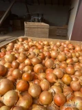 Sprzedam cebulę z siewu ładna zdrowa bez oznak gnicia kaliber do ustalenia 