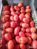 Sprzedam pomidora tunelowego odmiana Dyno. Cena 3,50 kg. Przy całości 3 zł.