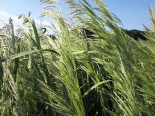 Opóźnienie terminu siewu a walka z chwastami