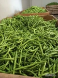 Sprzedam fasolę zieloną oraz żółta duże ilości 504695383