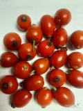 Sprzedajemy świeże owoce dzikiej róży. Dostawa do Polski możliwa od 10 ton.
