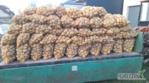 Sprzedam 170 worków ziemniaka volumia 