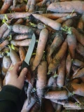 Sprzedam marchew Komarno, kaliber 3+, dedykowana na kostkę lub soki, ręcznie ogławiana, cena, opakowanie, transport do indywidualnego...
