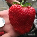 Truskawka Świeżej Jakości 