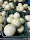 Sprzedam zdrową ładną kapustę zimową od 1,5-3,5 kg Kronos , przetrzymywana w chłodni ilości tirowe do 120 t 