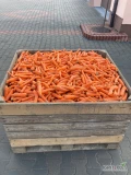 Sprzedam myty odsort marchwi, na stanie około 8 ton, nie zgnity, luzem lub opakowanie do uzgodnienia, cena 50 zł za skrzyniopaletę 400 kg...