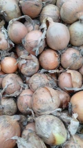 Cebula ŻÓŁTA NA WOREK I DO OBIERANIA, 65%-75%6+ Ilości tirowe, import, dostawa do klienta w całej Polsce. Co tydzień nowe oferty do...