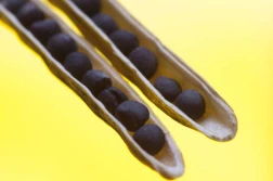 KZPRiRB: notowania rzepaku bez większych zmian