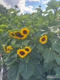 Sprzedam kwiaty słonecznika. 