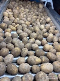 Sprzedam ziemniaka Gala , nie przypasowało na ciężarówki . 