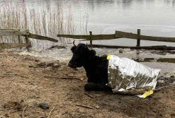 Strażacy uratowali krowę, pod którą załamał się lód