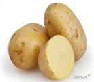 Fresh  Yellow Potatoes ,Organic Fresh Potatoes High Quality potato good for French Fries