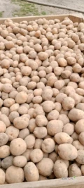 Sprzedam ziemniaki odmiana Riwiera Ok 2,5 tony Queen Anna Ok 4 tony oraz Ignacy Ok 5 ton wielkość sadzeniaka cena do uzgodnienia 