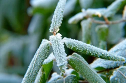 IMGW: przymrozki nawet do 13 maja