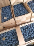Sprzedam 55 koszy borówki 12 mm plus. Wczoraj rwana popołudniu, odmiana blucrop. Odbiór Katowice lub dowóz do 40 km. 45 zł koszyk