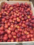 Sprzedam jabłka odmiany Golden rwany od 6,5 oraz Prince rwany od 7 za wagę w skrzyni