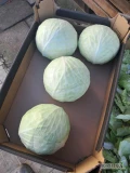 Sprzedam kapustę białą kaliber 1,5-3,5kg opakowanie do uzgodnienia tel.731 002 268 