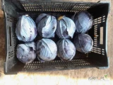 Sprzedam kapustę czerwoną kaliber 1kg do 2,5