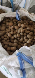 Sprzedam ziemniaki Soraja 45+ duże ilości