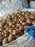 (tirowe ilości) Sprzedam ziemniaki Soraya z jasnej ziemi, Kalibr 50+