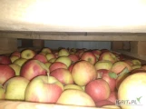 Sprzedam jabłka odmiany Jonaprince Szampion Golden, z KA plus fresz.