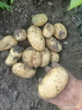 Sprzedam ziemniaki jadalne Ignacy riwiera, duże ilości, najlepiej luzem 