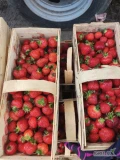 Sprzedam Florence,truskawka jasna,sztywna ok.200 koszy oraz fait ok. 80 koszy.