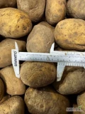 Sprzedam grubego ziemniaka ilość tir więcej informacji pod numerem telefonu 