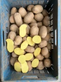 Sprzedam ziemniaki Melody +50mm około 15 ton worek 15 kg