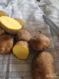 Sprzedam stare twarde ziemniaki z chłodni na Białoruś lub inne tereny wschodnie.
