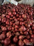 Sprzedam cebulę czerwoną na obieranie 4/5+ ilość 21 bb około 17 ton 