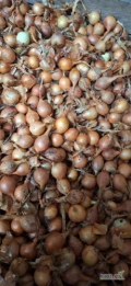 Sprzedam cebulę drobną kaliber do 5 nie fazerowana