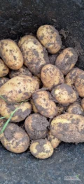 Sprzedam ziemniaki odmiana soraya z jasnej ziemi. Ukopię pod zamówienie