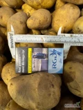 Sprzedam ziemniaki jadalne grube od 5cm w górę ilość tir opakowanie worek 15 kg lub big Bag chłodnia nie porośnięte 