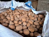 Sprzedam ziemniaki jadalne żółte ilości do uzgodnienia big bag. 
