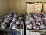 Sprzedam kapustę czerwoną kaliber 1-3 kg ilości paletowe 