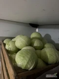 Sprzedam kapustę biała czysta bez robaka, ilości tirowe 