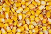 Kupie kukurydzę suchą pochodzenia polskiego z dostawą w okolice Wągrowca w cenie 755 zł/ t netto lub z odbiorem z gospodarstwa-...